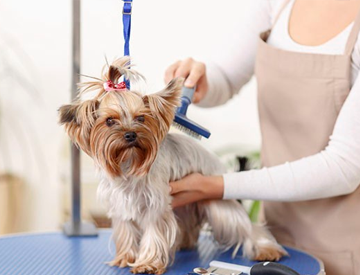 Pet Care Service Qatar