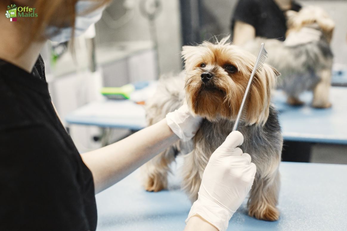 Pet care service Offermaids Qatar